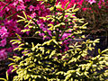 Picea orientalis Aurea IMG_6701 Świerk kaukaski